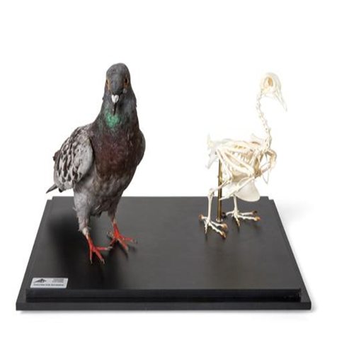 Pigeon Skeleton Model